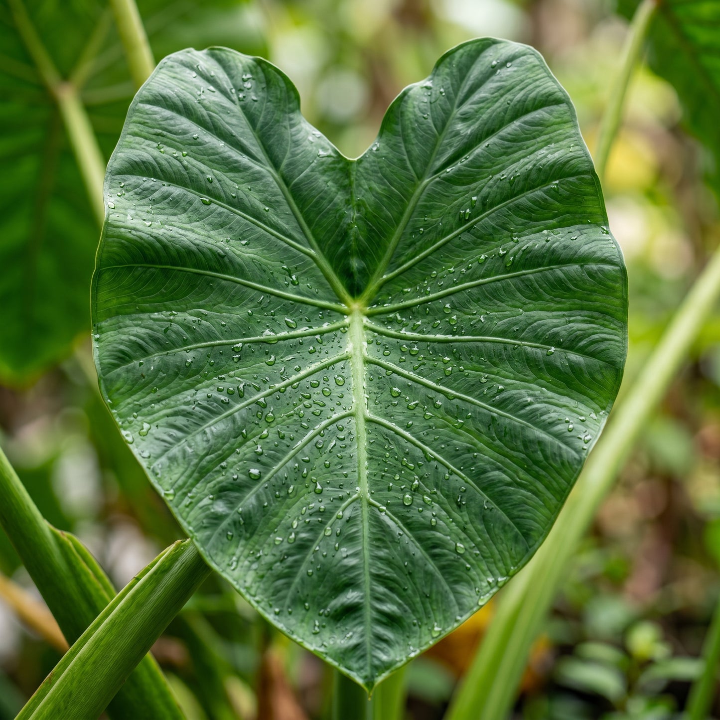 Elephant Ear Colocasia Bulbs for Garden