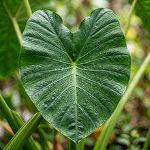 Elephant Ear Colocasia Bulbs for Garden