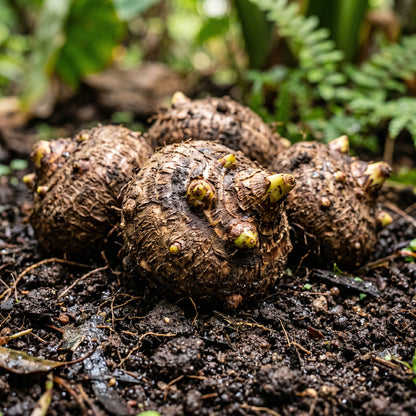 Elephant Ear Bulbs (Colocasia esculenta) – Giant Elephant Ear Plant Bulbs