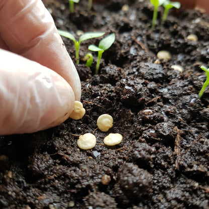 Emerald Giant Bell Pepper Seeds – Bell Pepper Seeds for Home Garden
