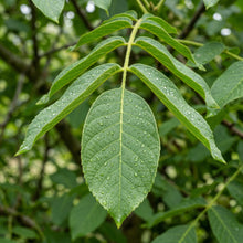 Howard English Walnut Seeds (Juglans regia) – Persian Walnut Tree Seeds