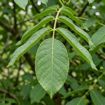 Howard English Walnut Seeds (Juglans regia) – Persian Walnut Tree Seeds