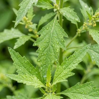 Epazote Seeds – Chenopodium Ambrosioides Herb Plant