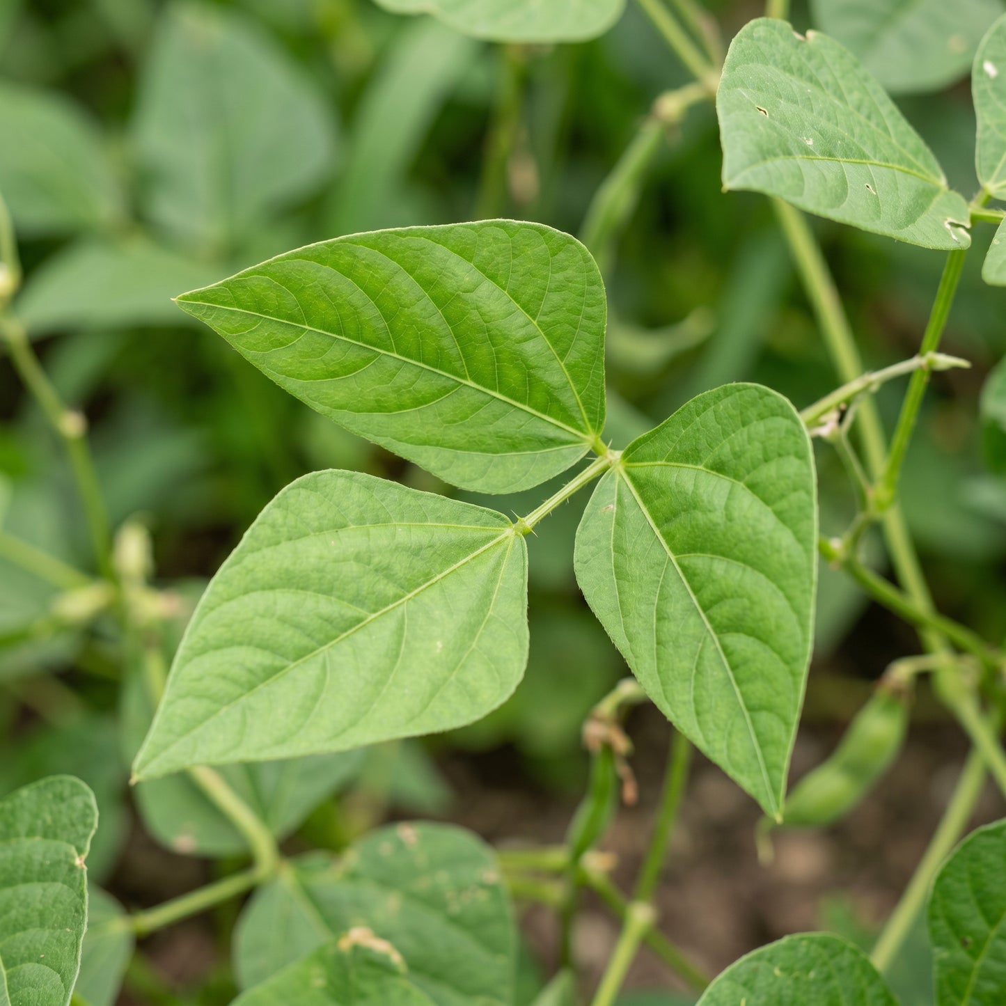 Fagiolini Dell’Occhio Cowpea Seeds for Home Gardening