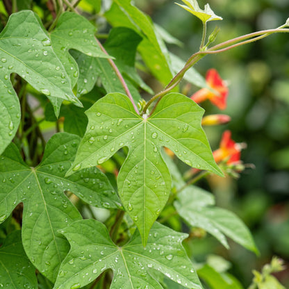 Firecracker Vine Seeds (Mina lobata) – Multicolor Climbing Flower Seeds
