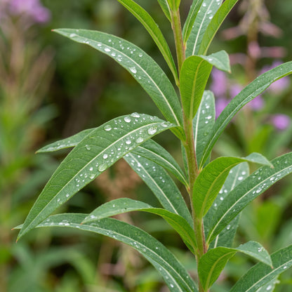 Fireweed Native Wildflower Seeds – Garden Flower Plant