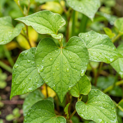 Fish Mint Seeds – Houttuynia Cordata Herb Plant