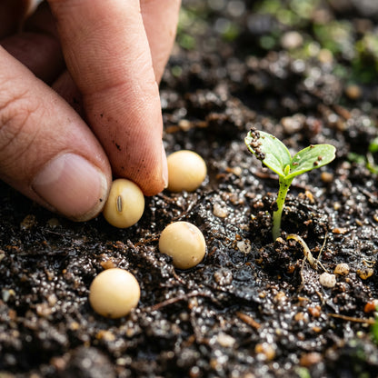 Fiskeby Soybean Vegetable Seeds for Planting