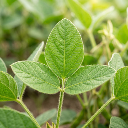 Fiskeby Soybean Vegetable Seeds for Planting