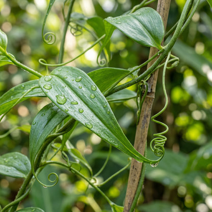 Flame Lily Seeds (Gloriosa superba) – Gloriosa Lily Flower Seeds