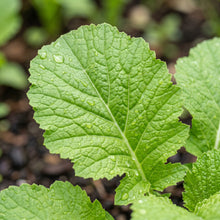 Florida Broadleaf Mustard Seeds – Leafy Vegetable Plant