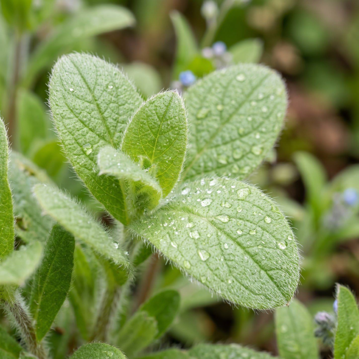 Forget Me Not Seeds – Border Flower Plant