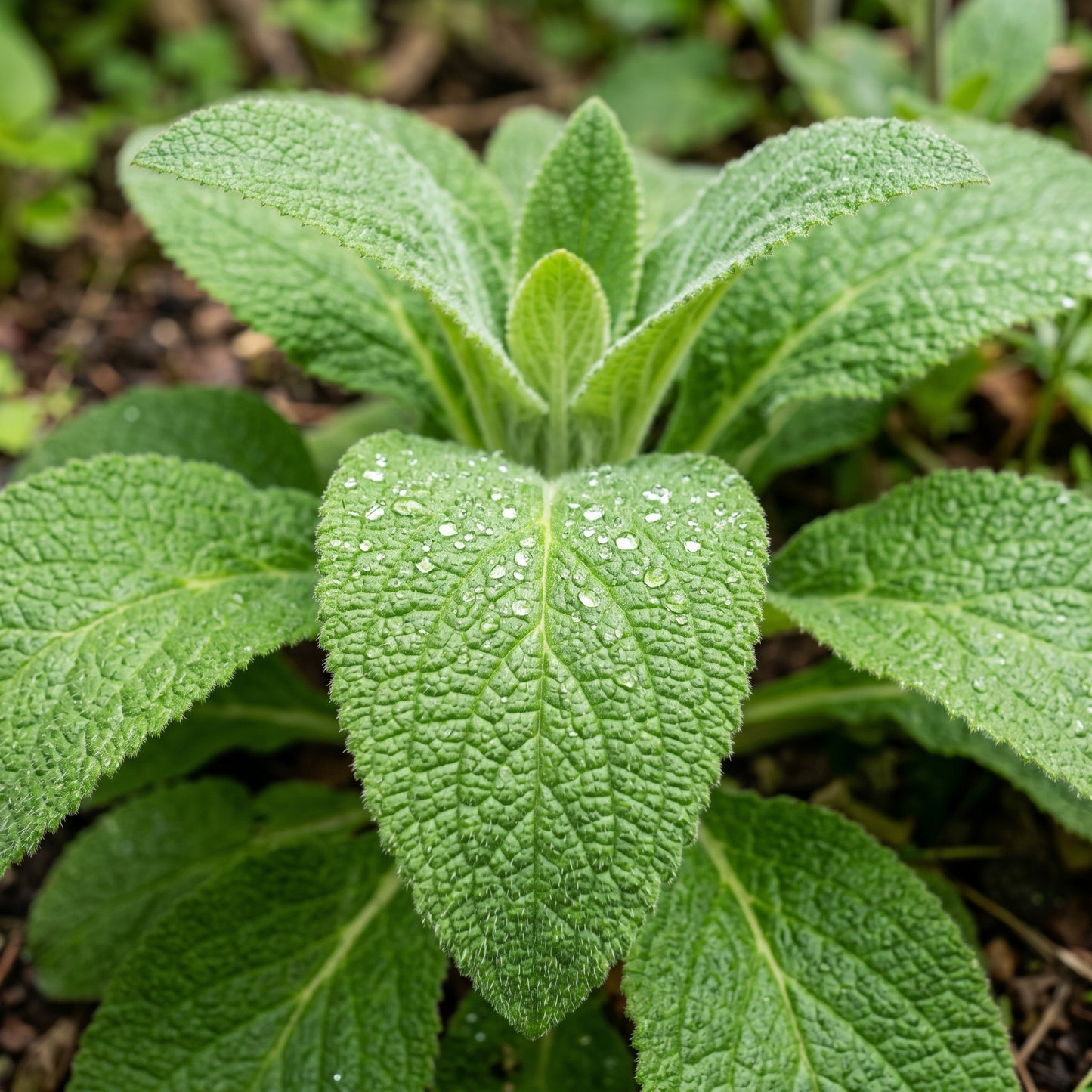Foxglove Mixed Color Seeds – Digitalis Flower Plant