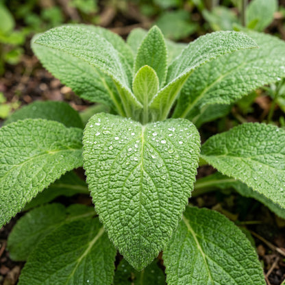 Foxglove Mixed Color Seeds – Digitalis Flower Plant