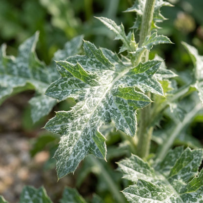 Galactites Tomentosa Alba Seeds – Silvery White Blooms