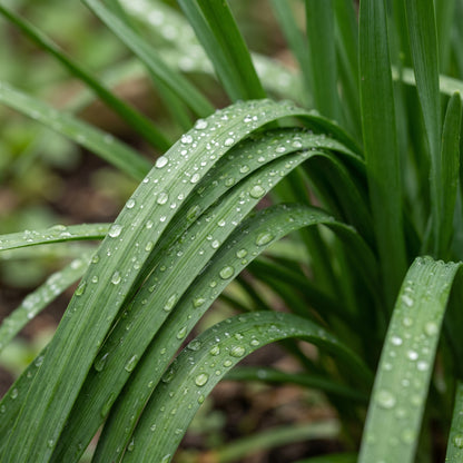 Garlic Chive Seeds (Allium tuberosum) – Early Bird Garlic Chive Herb Seeds