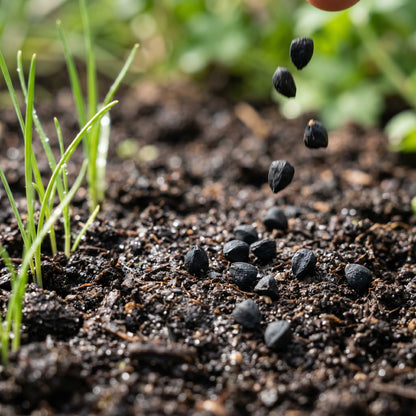 Garlic Chive Seeds (Allium tuberosum) – Early Bird Garlic Chive Herb Seeds