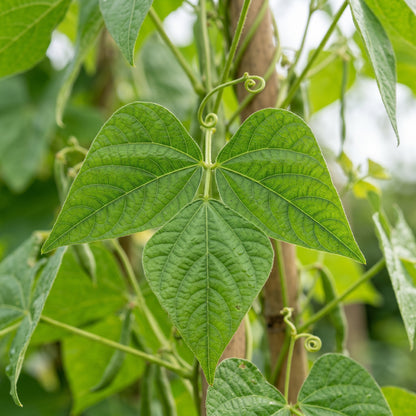 Bean Climbing Giant of Stuttgart Seeds