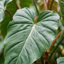 Gibsonii Tropical Foliage Seeds for Landscapes
