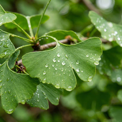 Ginkgo Biloba Tree Seeds for Home Garden Planting