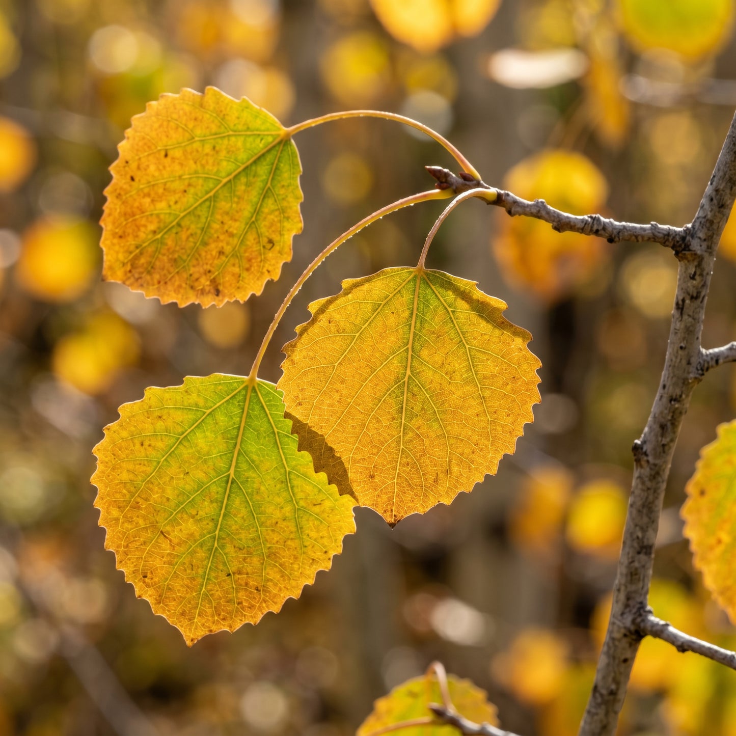 Golden Aspen Tree Seeds for Landscapes