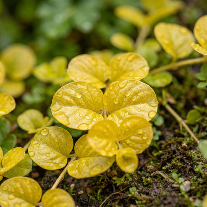 Golden Creeping Jenny Seeds (Lysimachia nummularia ‘Aurea’) – Trailing Ground Cover Seeds