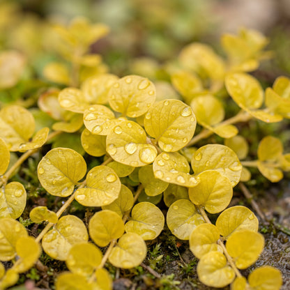 Golden Creeping Jenny Seeds (Lysimachia nummularia ‘Aurea’) – Trailing Ground Cover Seeds