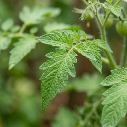 Solito Tomato Seeds for Planting