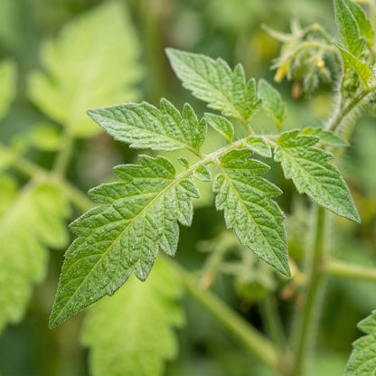 Grape Tomato Seeds for Planting