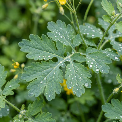 Greater Celandine Herb Seeds for Planting