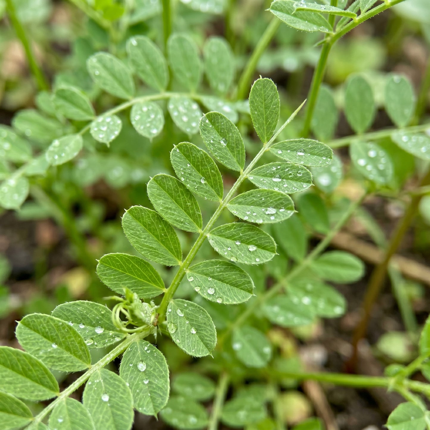 Green Lentil Sprouting Seeds – Garden Lentil Plant