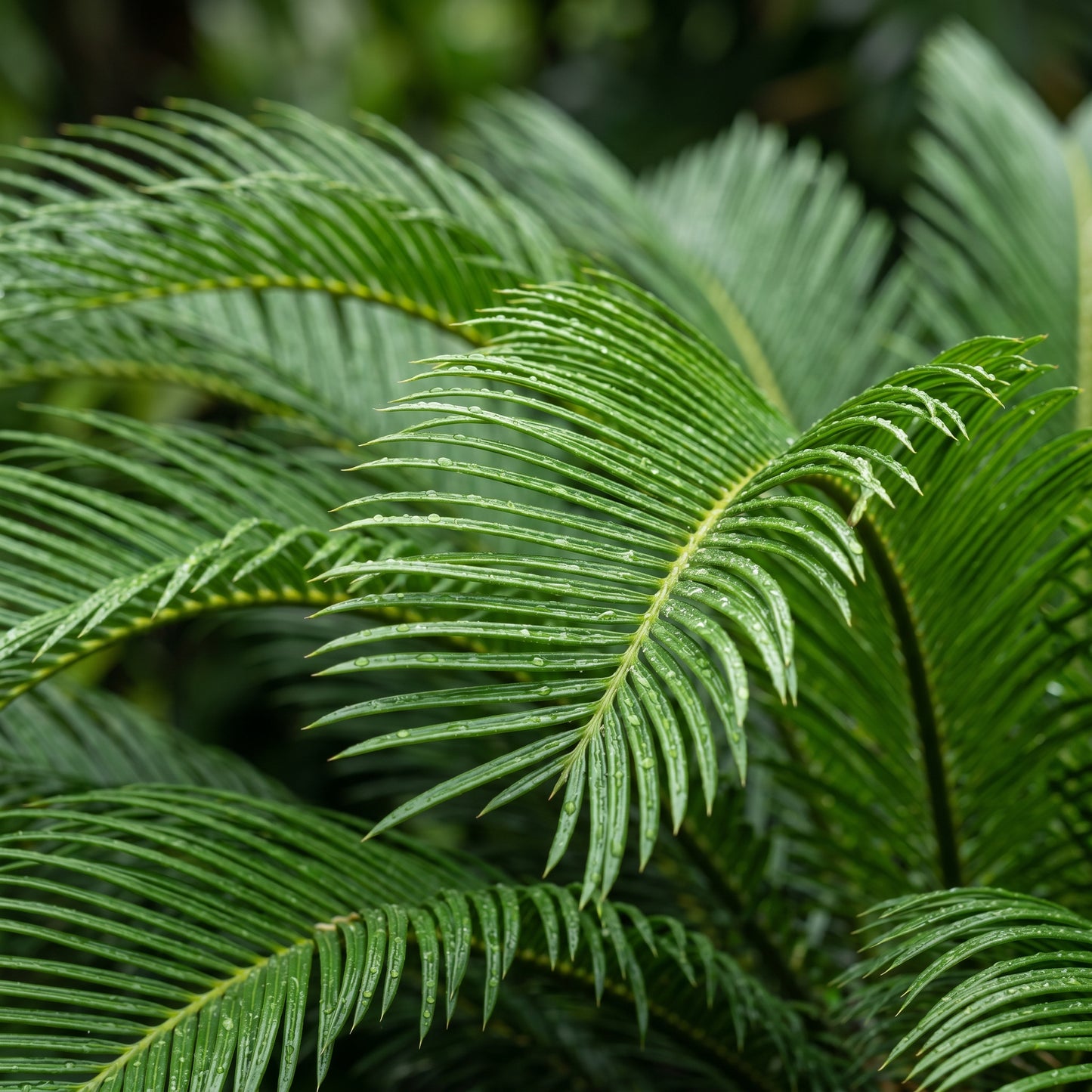 Green Sago Palm Tree Seeds for Planting
