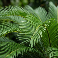 Green Sago Palm Tree Seeds for Planting