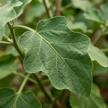Brinjal Green Long Vegetable Seeds for Planting