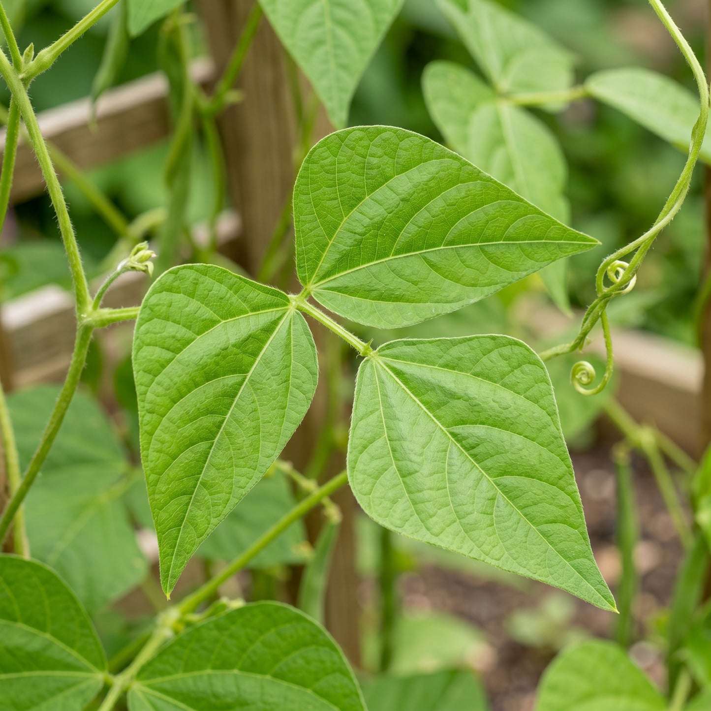 Climbing Bean Heirloom Mix Seeds