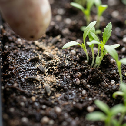 Helenium puberulum Flower Seeds for Planting