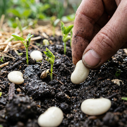 Lima Bean Seeds (Phaseolus lunatus) – Henderson Butter Bean Seeds