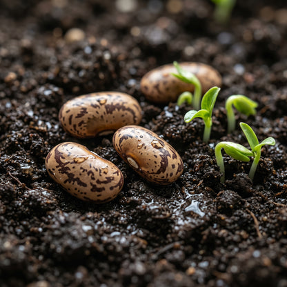 Hidatsa Shield Bean Seeds for Home Gardening