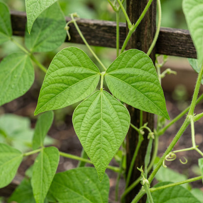 Hidatsa Shield Bean Seeds for Home Gardening