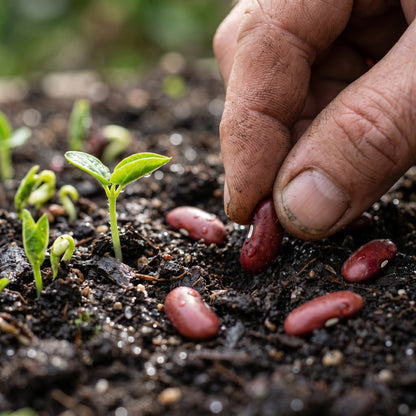 Hidatsa Red Bean Seeds for Planting