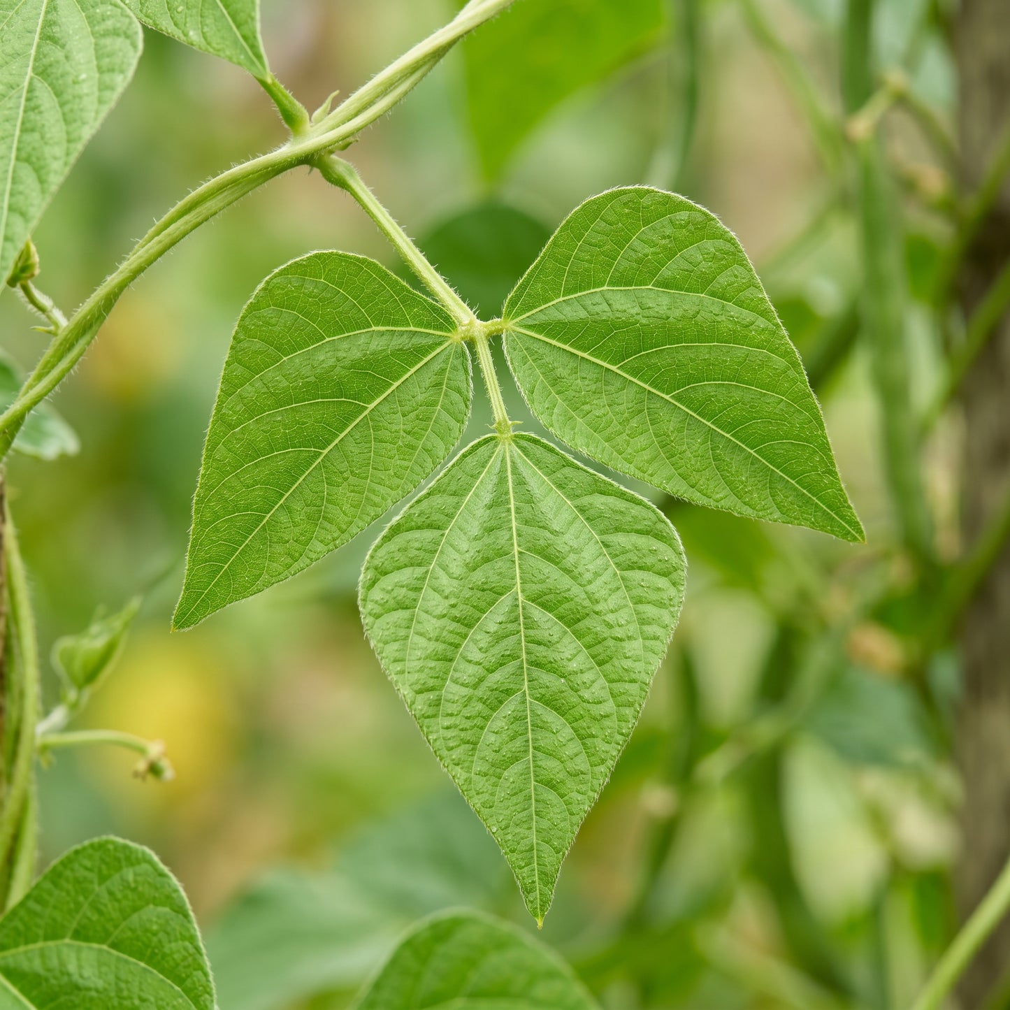Hidatsa Red Bean Seeds for Planting