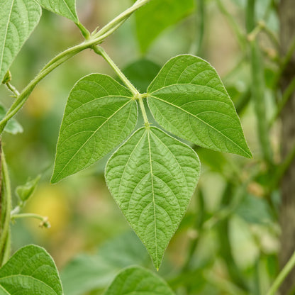 Hidatsa Red Bean Seeds for Planting