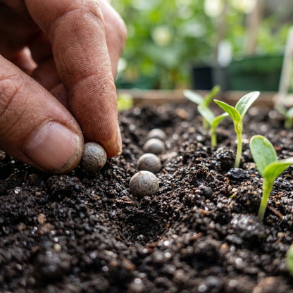 Okra Hill Country Red Vegetable Seeds for Planting