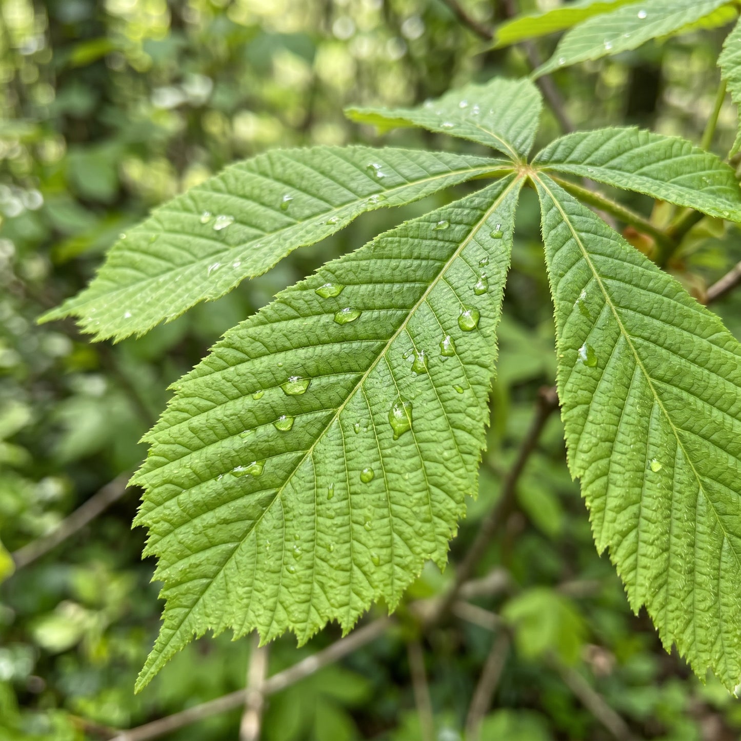 Horse Chestnut Tree Seeds