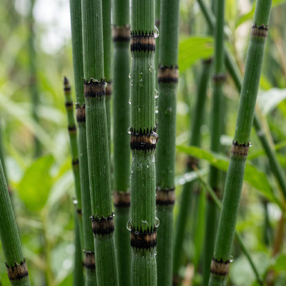 Horsetail Plant (Equisetum hyemale) – Horsetail Reed Live Plant