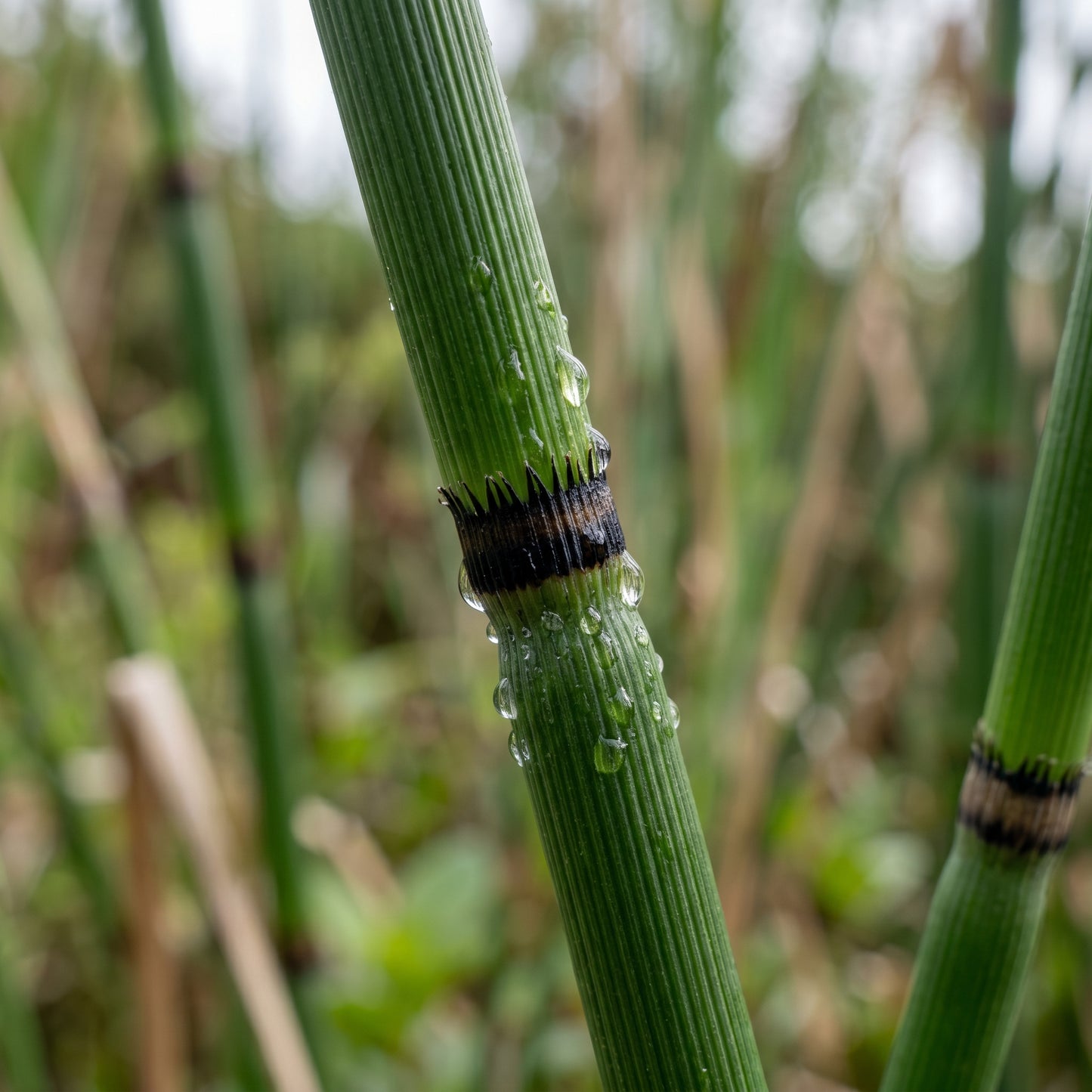 Horsetail Plant (Equisetum hyemale) – Horsetail Reed Live Plant