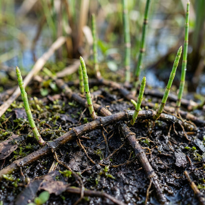 Horsetail Plant (Equisetum hyemale) – Horsetail Reed Live Plant