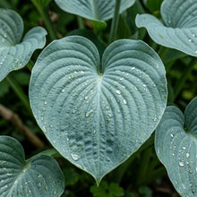 Hosta Ventricosa Blue Plantain Lily Seeds