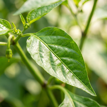 Hot Pepper F1 Hybrid Vegetable Seeds for Planting