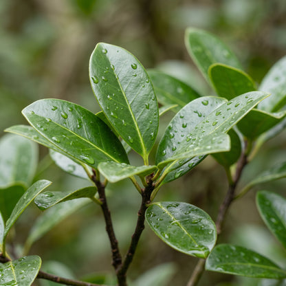 Ilex Rotunda – Dwarf Chinese Holly Evergreen Shrub
